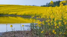 Wspomnienia rzepakowych pól na Mazurach 2023 - zdjęcie 22