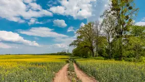 Wspomnienia rzepakowych pól na Mazurach 2023 - zdjęcie 10