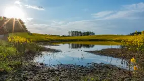 Wspomnienia rzepakowych pól na Mazurach 2023 - zdjęcie 19