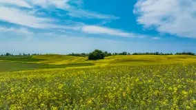 Wspomnienia rzepakowych pól na Mazurach 2023 - zdjęcie 76