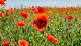 Makowe, mazurskie, czerwone pola, czerwiec 2023 r. - zdjęcie 18