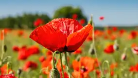 Makowe, mazurskie, czerwone pola, czerwiec 2023 r. - zdjęcie 44