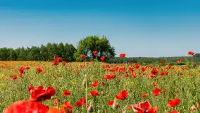 Makowe, mazurskie, czerwone pola, czerwiec 2023 r. - zdjęcie 25