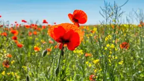 Makowe, mazurskie, czerwone pola, czerwiec 2023 r. - zdjęcie 3