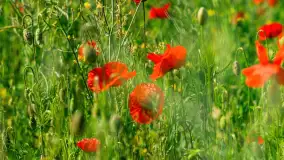 Makowe, mazurskie, czerwone pola, czerwiec 2023 r. - zdjęcie 13