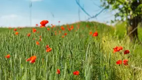 Makowe, mazurskie, czerwone pola, czerwiec 2023 r. - zdjęcie 16