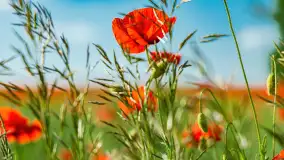 Makowe, mazurskie, czerwone pola, czerwiec 2023 r. - zdjęcie 9