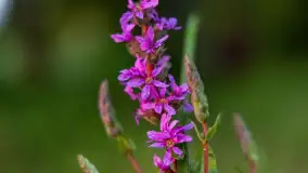 Zachód słońca nad jeziorem Dejgunek, lipiec 2023 r. - zdjęcie 20