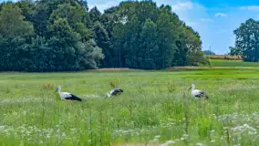Bociany na wopławskiej łące, lipiec 2023 r. - zdjęcie 5