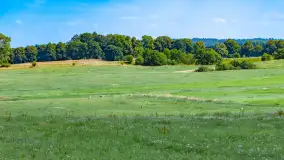 Bociany na wopławskiej łące, lipiec 2023 r. - zdjęcie 15