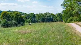 Bociany na wopławskiej łące, lipiec 2023 r. - zdjęcie 10