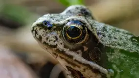 Najmniejsi mieszkańcu Mazur w naszym obiektywie, lipiec 2023 r. - zdjęcie 46