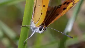 Najmniejsi mieszkańcu Mazur w naszym obiektywie, lipiec 2023 r. - zdjęcie 6