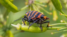 Najmniejsi mieszkańcu Mazur w naszym obiektywie, lipiec 2023 r. - zdjęcie 1