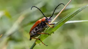Najmniejsi mieszkańcu Mazur w naszym obiektywie, lipiec 2023 r. - zdjęcie 34
