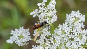Najmniejsi mieszkańcu Mazur w naszym obiektywie, lipiec 2023 r. - zdjęcie 8