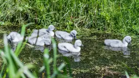 Łabędzie są nieodzownym elementem Mazur - zdjęcie 13
