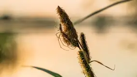 Zachód słońca nad jeziorem Dejgunek, maj 2023 r. - zdjęcie 22