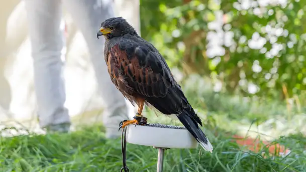 Festiwal Kultury Średniowiecza Masuria 2023 - fotorelacja - zdjęcie 4