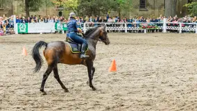 Fotorelacja z czempionatu w Stadzie Ogierów w Kętrzynie, lipiec 2023 - zdjęcie 12