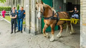 Fotorelacja z czempionatu w Stadzie Ogierów w Kętrzynie, lipiec 2023 - zdjęcie 9