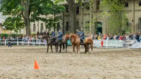 Fotorelacja z czempionatu w Stadzie Ogierów w Kętrzynie, lipiec 2023 - zdjęcie 32