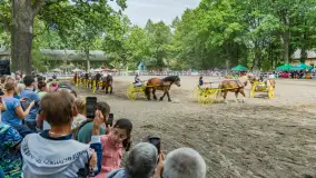 Fotorelacja z czempionatu w Stadzie Ogierów w Kętrzynie, lipiec 2023 - zdjęcie 34