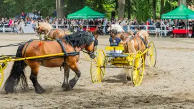 Fotorelacja z czempionatu w Stadzie Ogierów w Kętrzynie, lipiec 2023 - zdjęcie 55