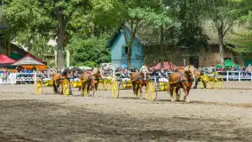 Fotorelacja z czempionatu w Stadzie Ogierów w Kętrzynie, lipiec 2023 - zdjęcie 30