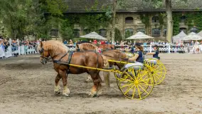 Fotorelacja z czempionatu w Stadzie Ogierów w Kętrzynie, lipiec 2023 - zdjęcie 50