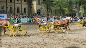 Fotorelacja z czempionatu w Stadzie Ogierów w Kętrzynie, lipiec 2023 - zdjęcie 47