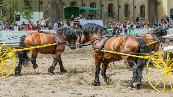 Fotorelacja z czempionatu w Stadzie Ogierów w Kętrzynie, lipiec 2023