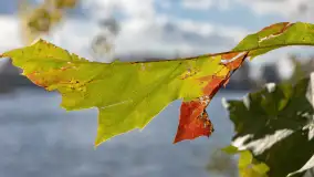 Jesień nad jeziorem Iławki, końcówka października 2023 r. - zdjęcie 12