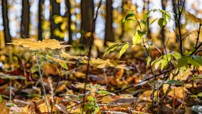 Złota mazurska jesień w Mrągowie nad jeziorem Juno - zdjęcie 30