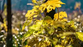 Złota mazurska jesień w Mrągowie nad jeziorem Juno - zdjęcie 42