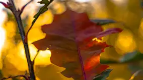 Jesień nad jeziorem Iławki, październik 2023 r. - zdjęcie 38