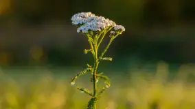 Przyrodniczy wschód słońca nad jeziorem Mażańskie - zdjęcie 30