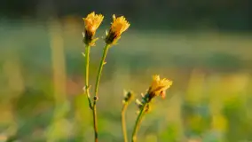 Przyrodniczy wschód słońca nad jeziorem Mażańskie - zdjęcie 24