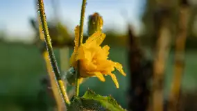 Przyrodniczy wschód słońca nad jeziorem Mażańskie - zdjęcie 29