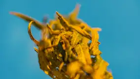 Wschód słońca nad jeziorem Dobskim, listopad 2023 r. - zdjęcie 57