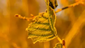 Wschód słońca nad jeziorem Dobskim, listopad 2023 r. - zdjęcie 36