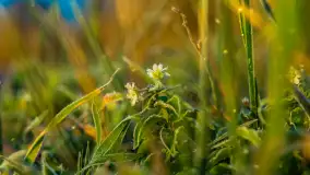 Wschód słońca nad jeziorem Dobskim, listopad 2023 r. - zdjęcie 10