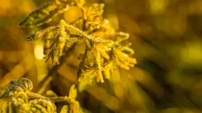 Wschód słońca nad jeziorem Dobskim, listopad 2023 r. - zdjęcie 61