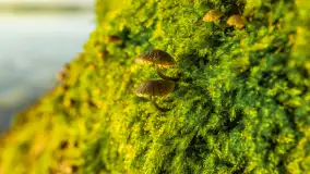 Wschód słońca nad jeziorem Dobskim, listopad 2023 r. - zdjęcie 38