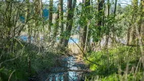 Wiosna w lesie przy Nowym Harszu, maj 2023 r. - zdjęcie 8