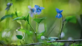 Wiosna w lesie przy Nowym Harszu, maj 2023 r. - zdjęcie 6