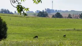 Zwierzęta i ptaki na zdjęciach z szuflady, 2023 rok - zdjęcie 28