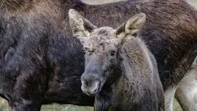 Zwierzęta i ptaki na zdjęciach z szuflady, 2023 rok - zdjęcie 41