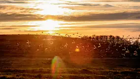 Zwierzęta i ptaki na zdjęciach z szuflady, 2023 rok - zdjęcie 14