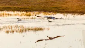 Zwierzęta i ptaki na zdjęciach z szuflady, 2023 rok - zdjęcie 22